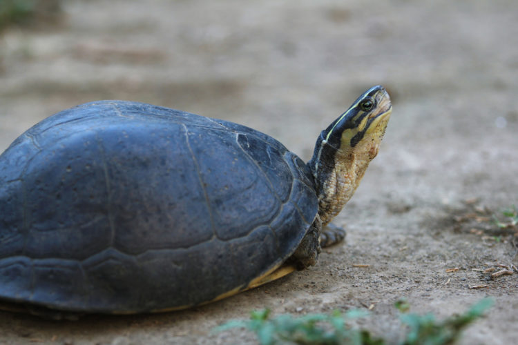 Protecting Asian Box Turtles: Conservation Efforts Unfolded