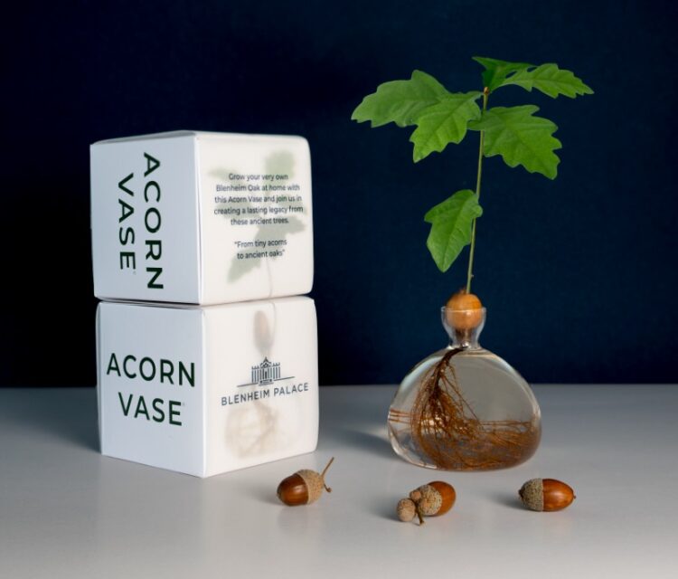 Blenheim Palace and Ilex Studio Unite to Offer ‘Grow Your Own Piece of History’ Acorn Vase