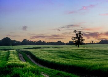 Save Bengeo Field Campaigners Granted Reconsideration in Legal Fight Over Hertford Housing Development