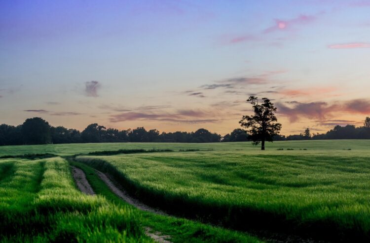 Save Bengeo Field Campaigners Granted Reconsideration in Legal Fight Over Hertford Housing Development Save Bengeo Field Campaigners Granted Reconsideration in Legal Fight Over Hertford Housing Development