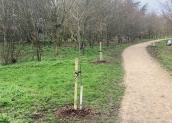 Cedars Park Marks Japan–UK Friendship with Gift of Sakura Cherry Trees