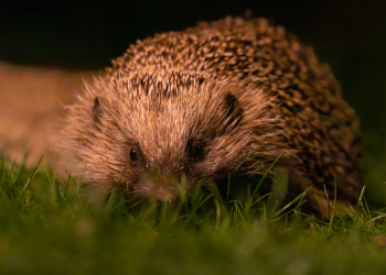 Gardeners Urged to Protect Vulnerable Hedgehog Hoglets as UK Numbers Continue to Decline