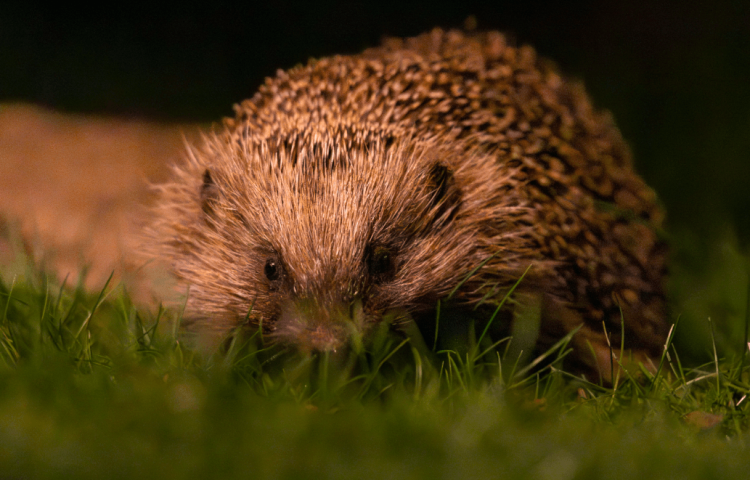 Gardeners Urged to Protect Vulnerable Hedgehog Hoglets as UK Numbers Continue to Decline Gardeners Urged to Protect Vulnerable Hedgehog Hoglets as UK Numbers Continue to Decline