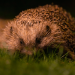 Gardeners Urged to Protect Vulnerable Hedgehog Hoglets as UK Numbers Continue to Decline Gardeners Urged to Protect Vulnerable Hedgehog Hoglets as UK Numbers Continue to Decline