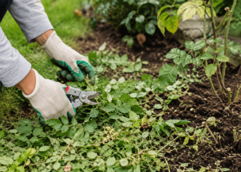 Green Gold Gardening Hack Helps UK Homeowners Save Time and Improve Plant Health Green Gold Gardening Hack Helps UK Homeowners Save Time and Improve Plant Health