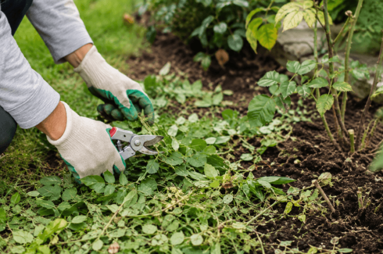 Green Gold Gardening Hack Helps UK Homeowners Save Time and Improve Plant Health Green Gold Gardening Hack Helps UK Homeowners Save Time and Improve Plant Health