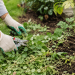 Green Gold Gardening Hack Helps UK Homeowners Save Time and Improve Plant Health Green Gold Gardening Hack Helps UK Homeowners Save Time and Improve Plant Health