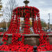 Cheshunt Community Creates 5,000-Poppy Remembrance Display at Old Pond Cheshunt Community Creates 5,000-Poppy Remembrance Display at Old Pond